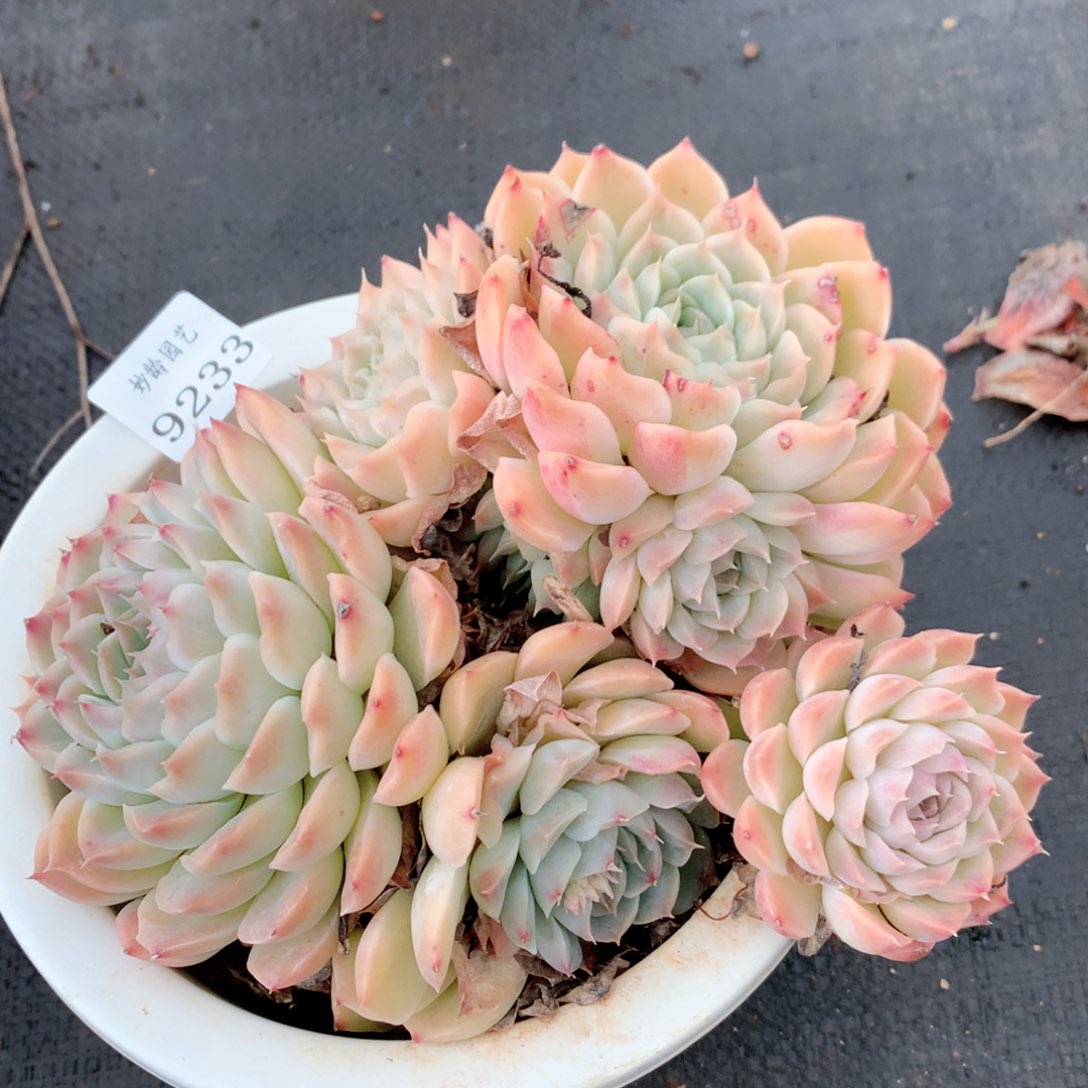 9233不包整散掉头处理