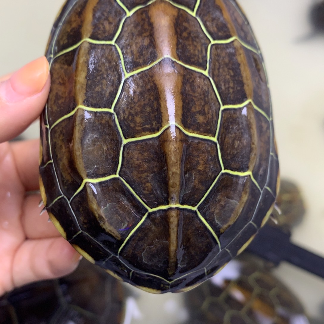 绿毛龟母中华草龟不分公母