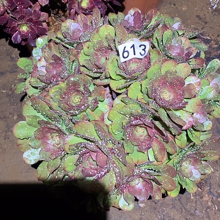 多肉植物法师613万圣节