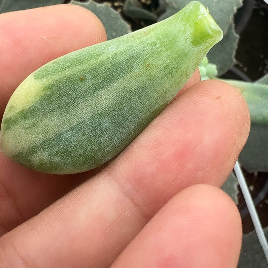 铲***官多肉植物多肉植物