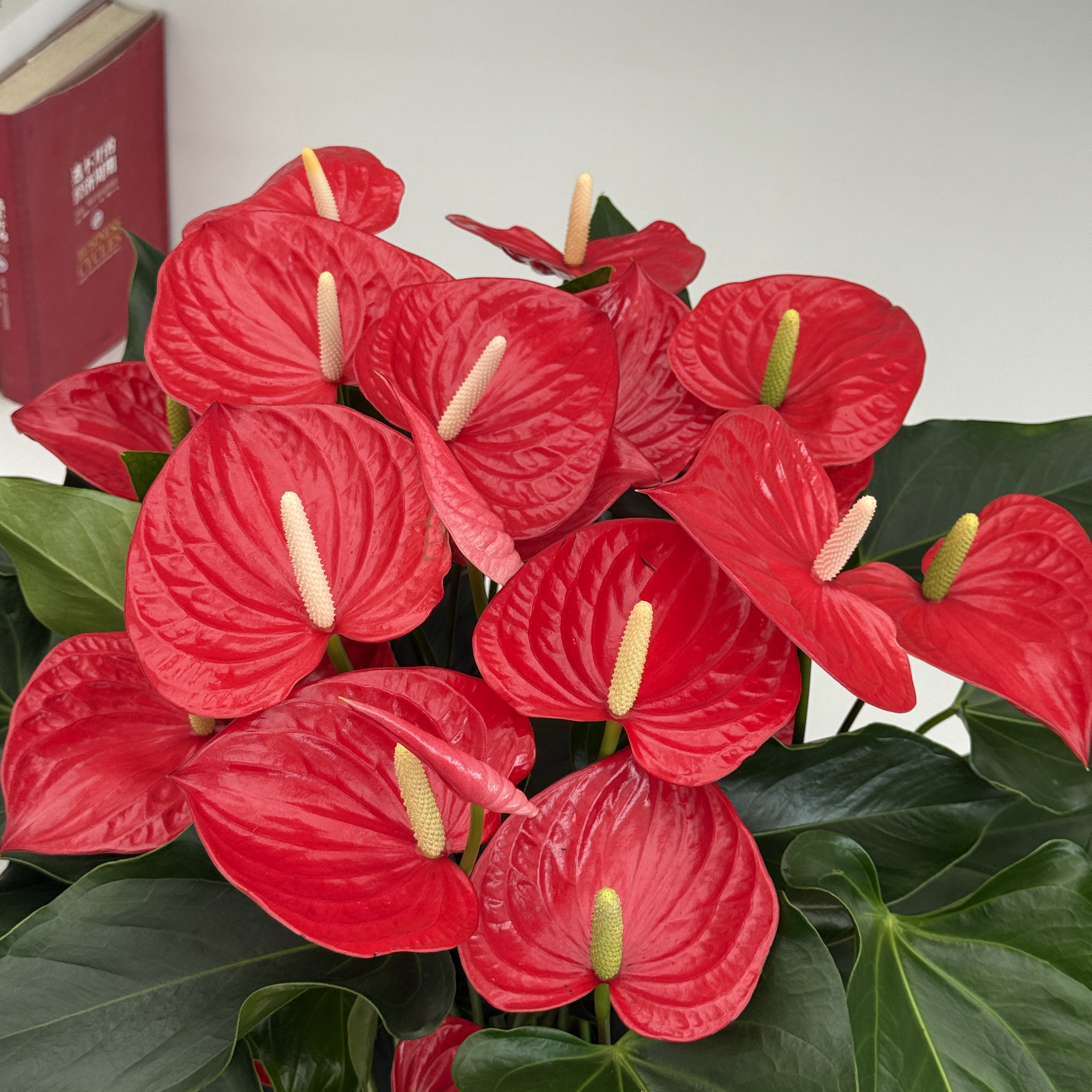 A+级 菲丽西塔 中型红掌   花卉