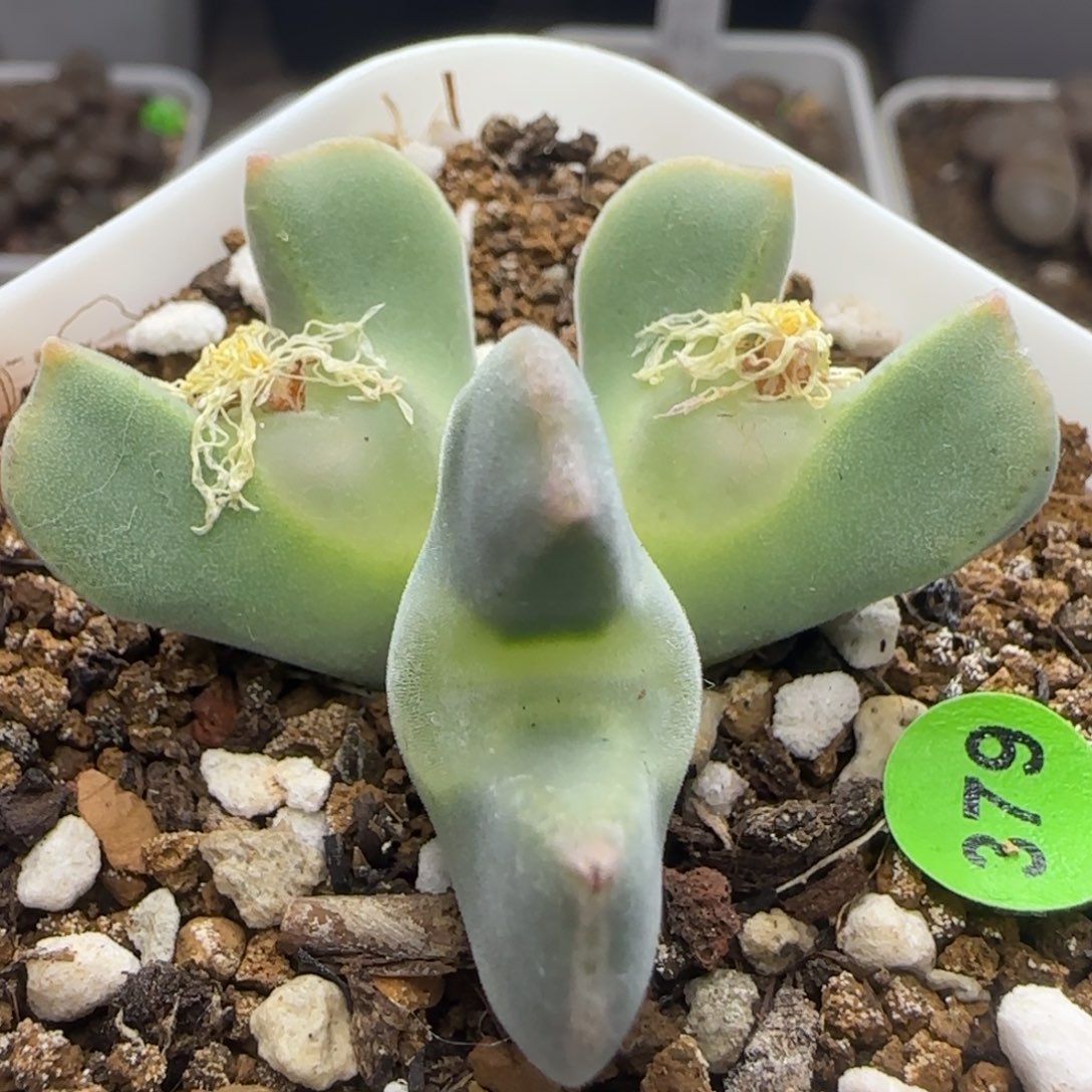 大眼睛空蝉群2.5-2.7多肉379