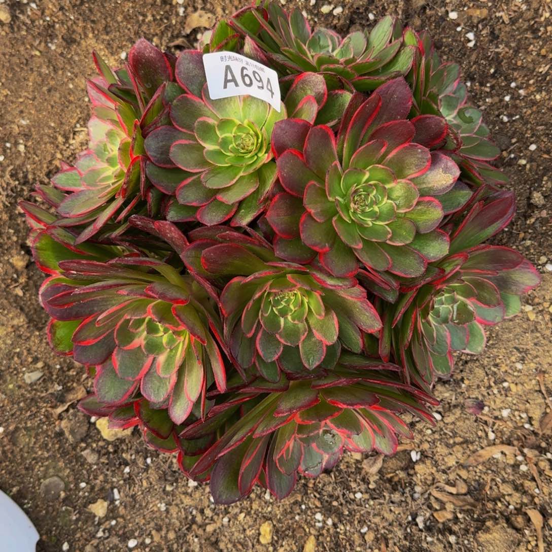 694粉花妖多肉植物