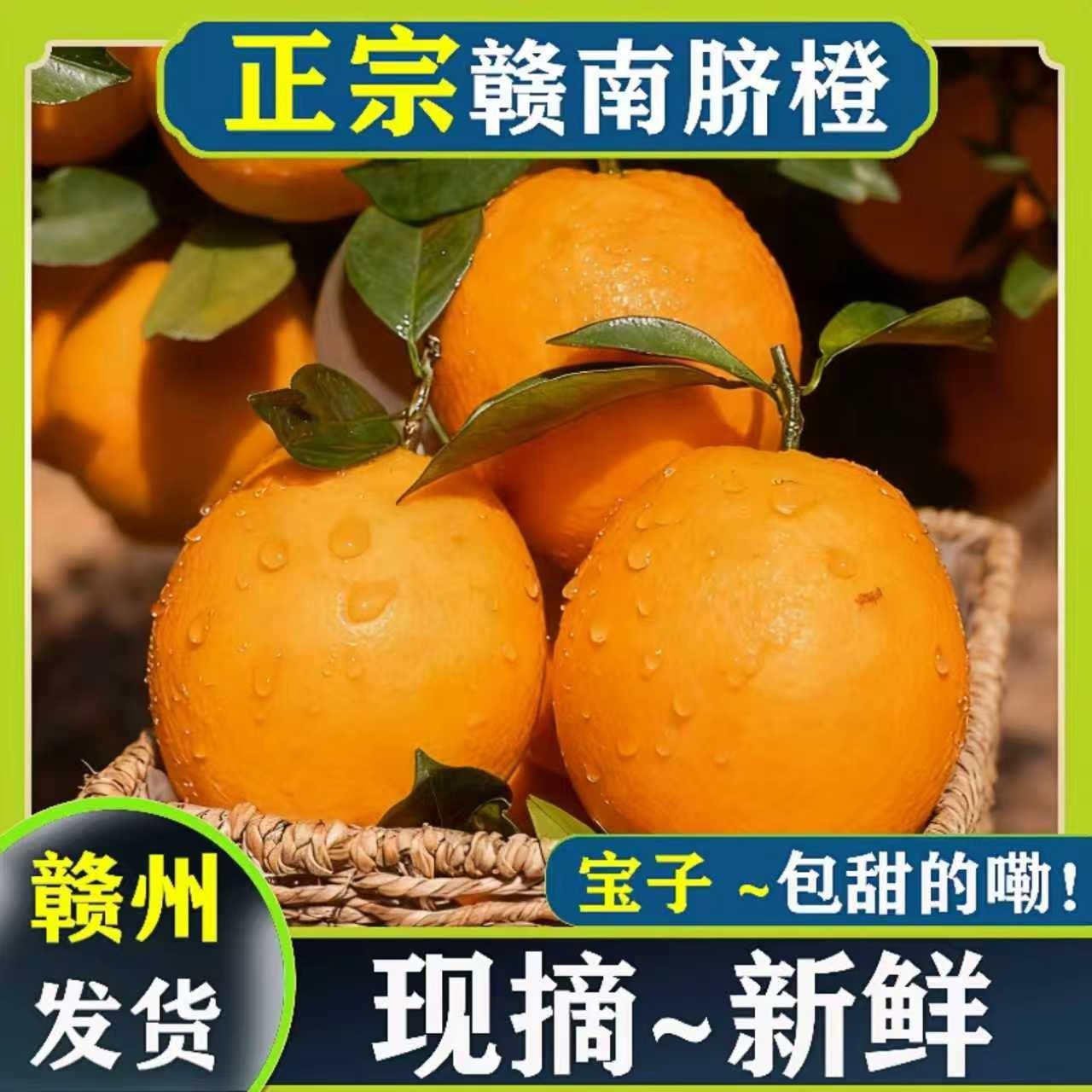 赣南脐橙【三小只专属】正宗赣南脐橙现水果采摘脐橙江西赣南橙子