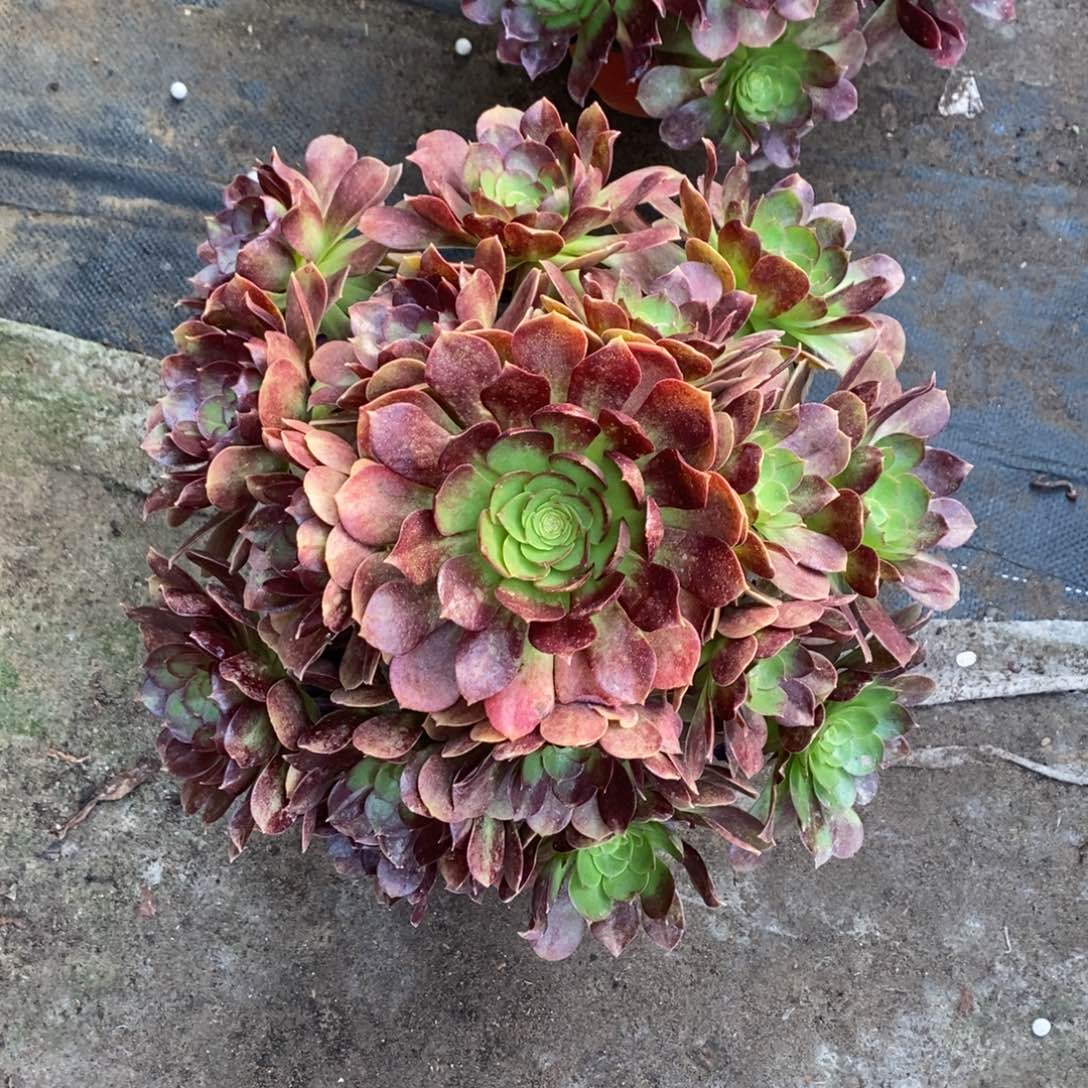 赤燕莲多肉多肉1颗