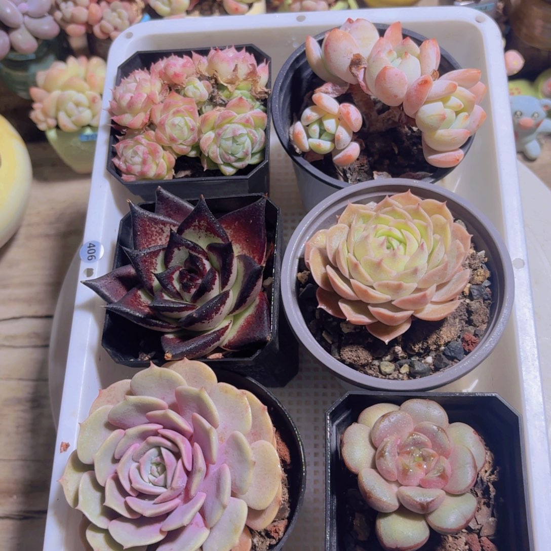 框拍6颗新疆包邮26.8