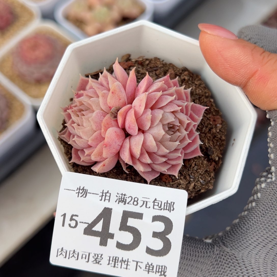 朱砂痣多肉多肉多肉多肉