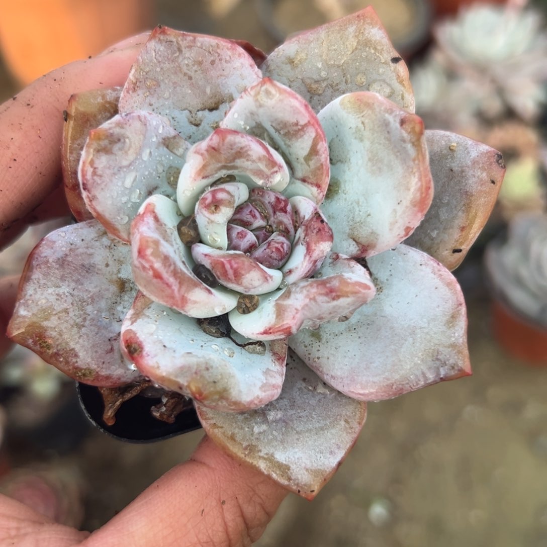 多肉植物多肉植物