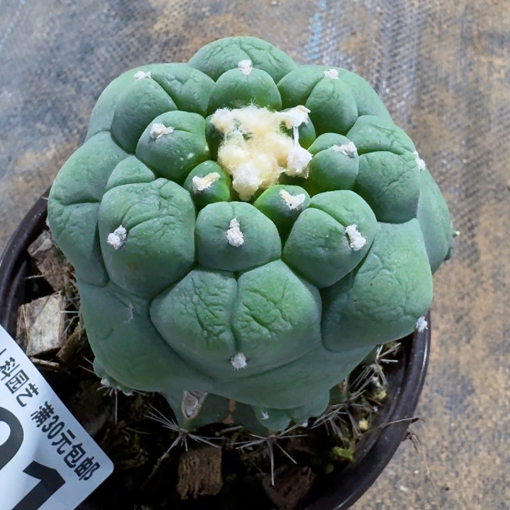 691大皱油仙仙人球