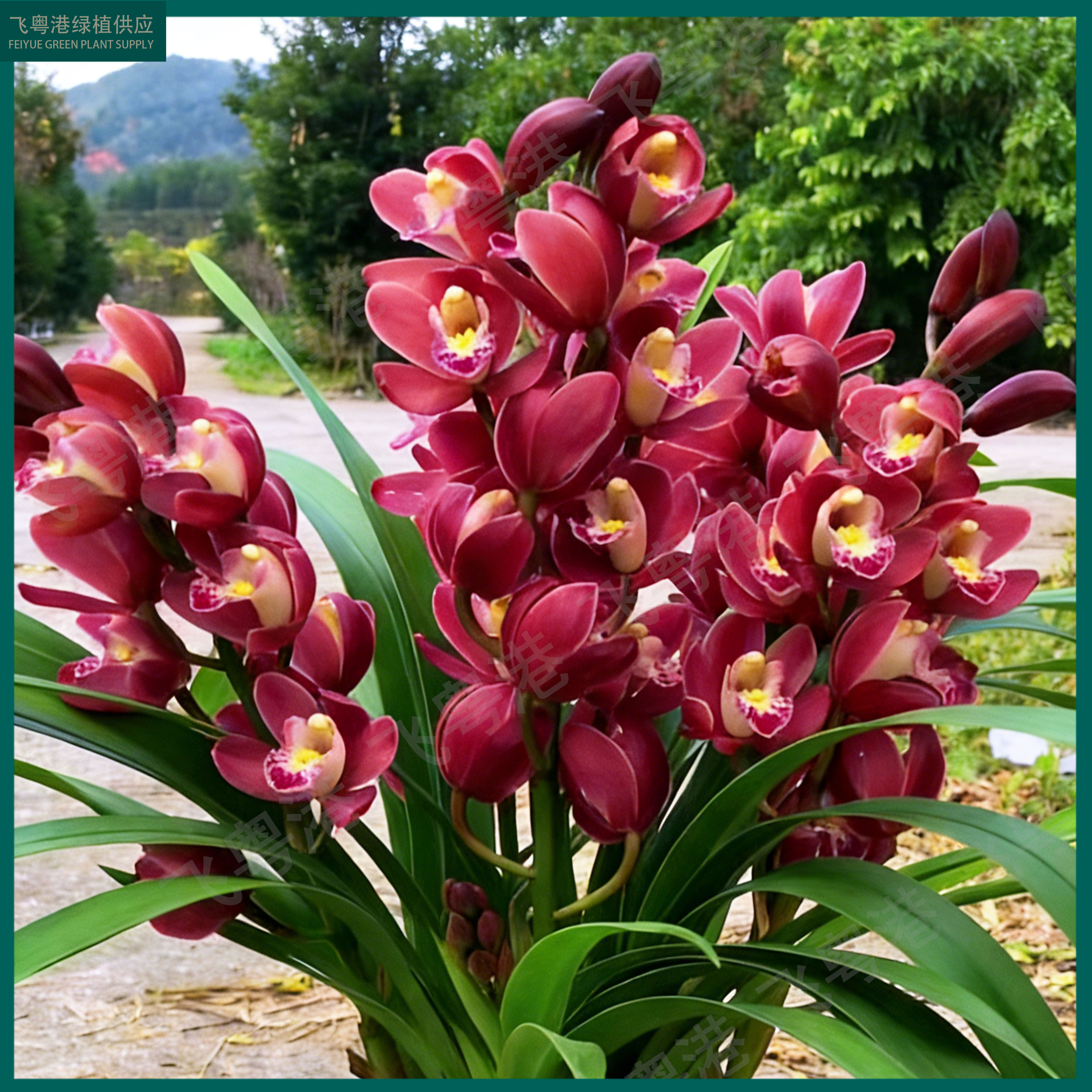蕙兰红宝石5-8花剑起带花苞兰花苗名贵精品花卉四季常青基地直发