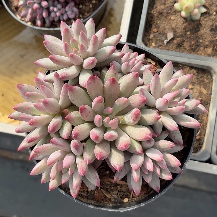 邵语的虞美人无砍多头发货