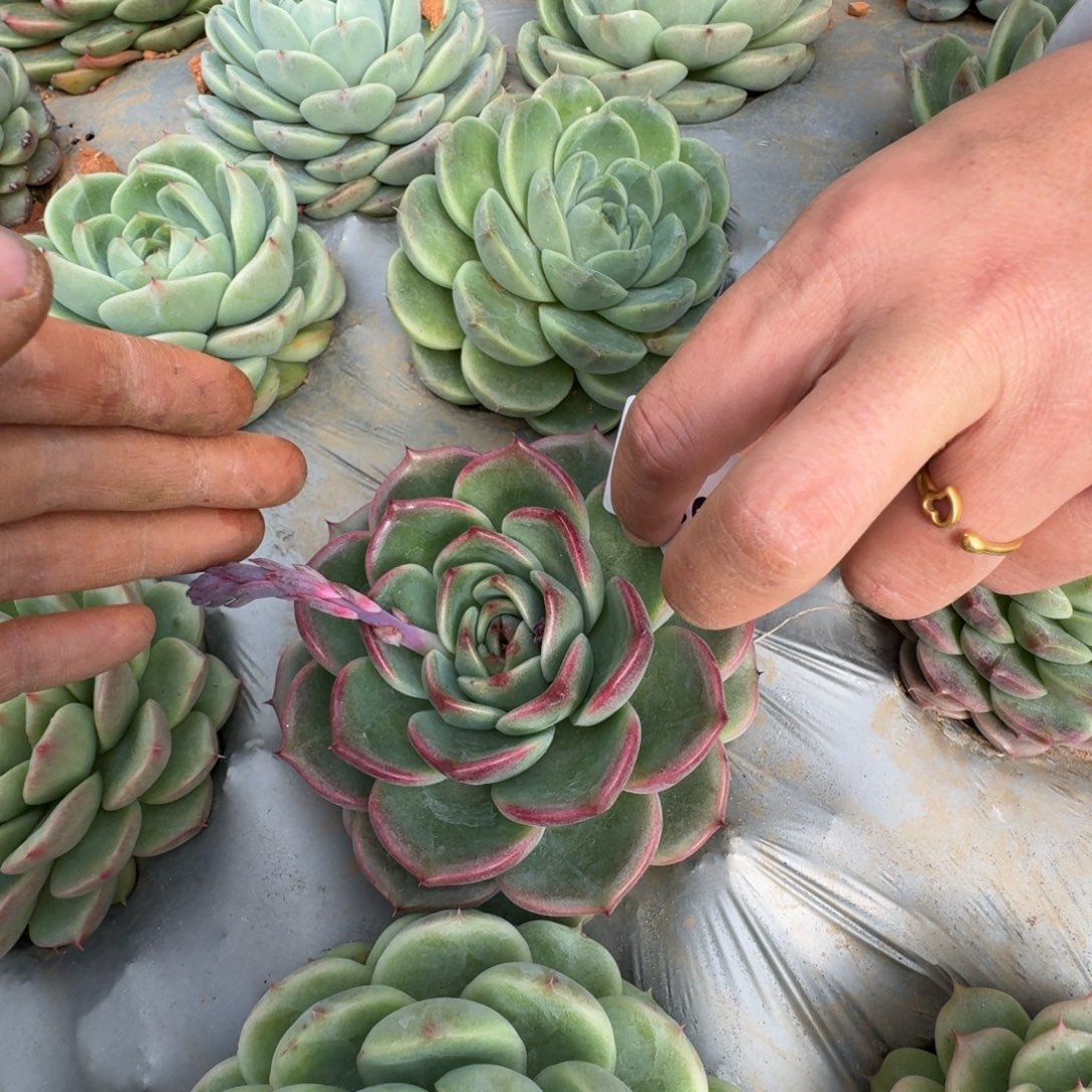 麦秆一颗一物一拍30-97