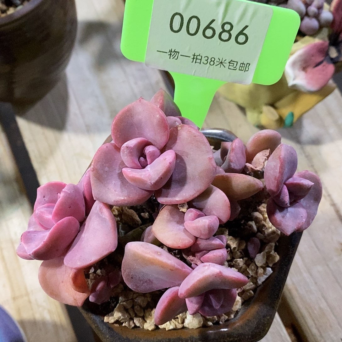 00686，阿图咯我咯哦哦