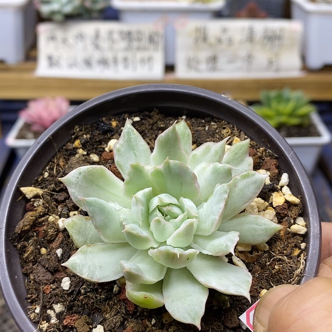 24132 宝莲灯冰边白锦