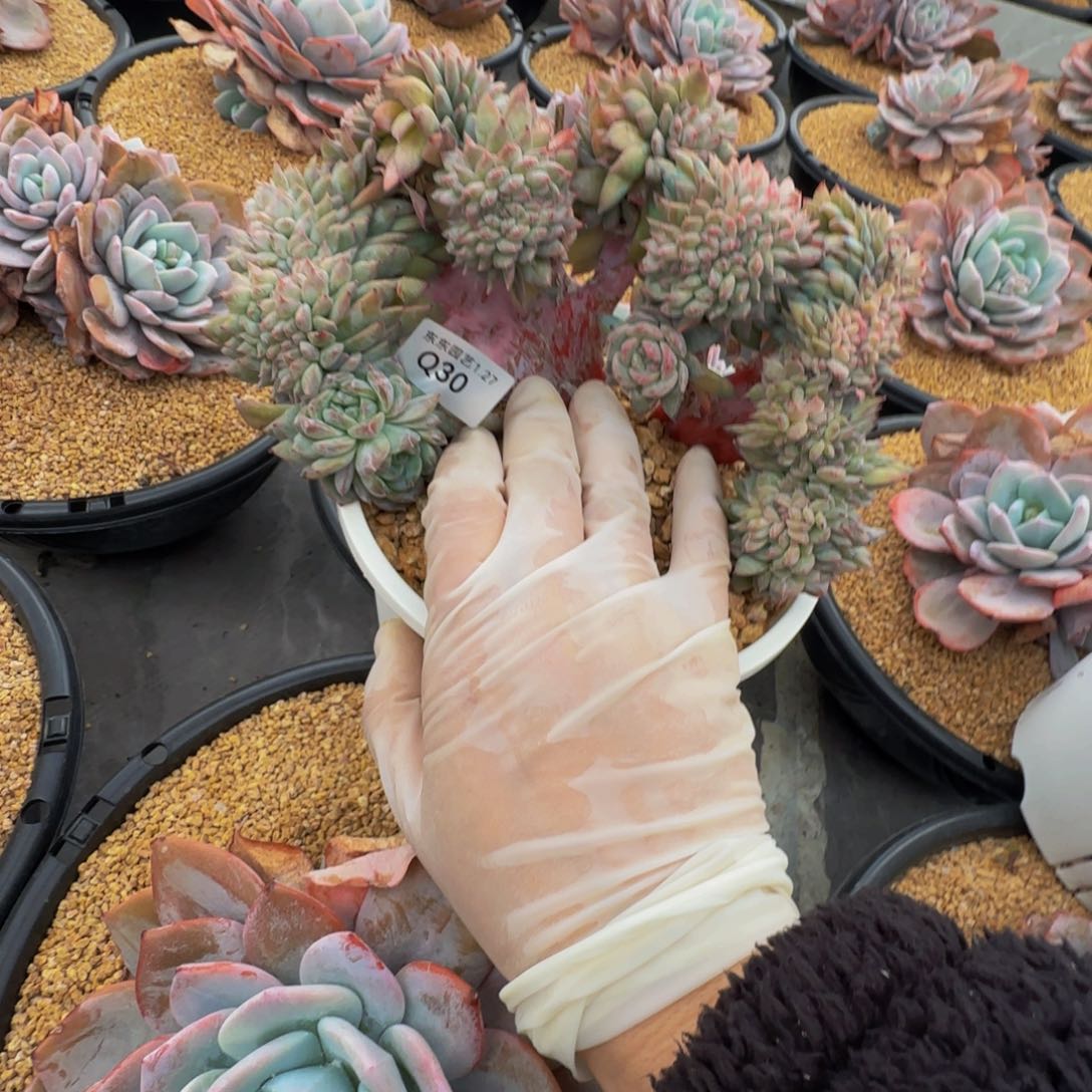 橘****笑q q q q q q q q q 30