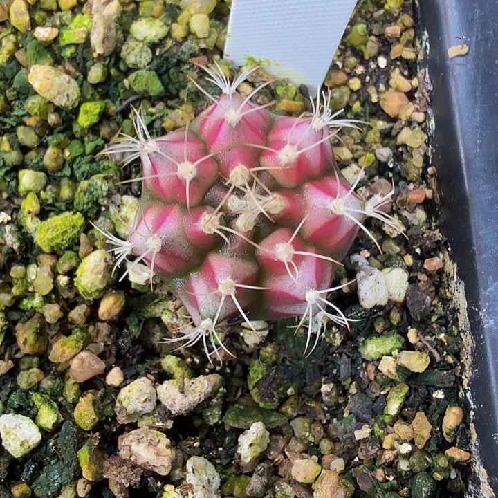 当前无花朵，栽培后可花朵