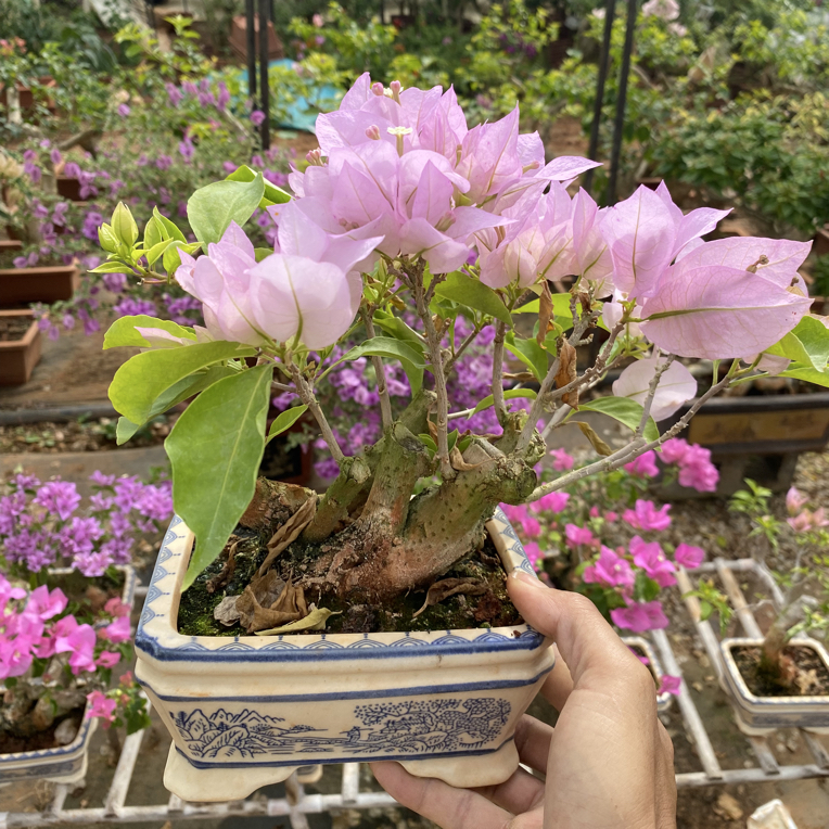 家庭园艺款，三角梅迷你手掌小盆景，四季勤花可阳台书桌摆放。