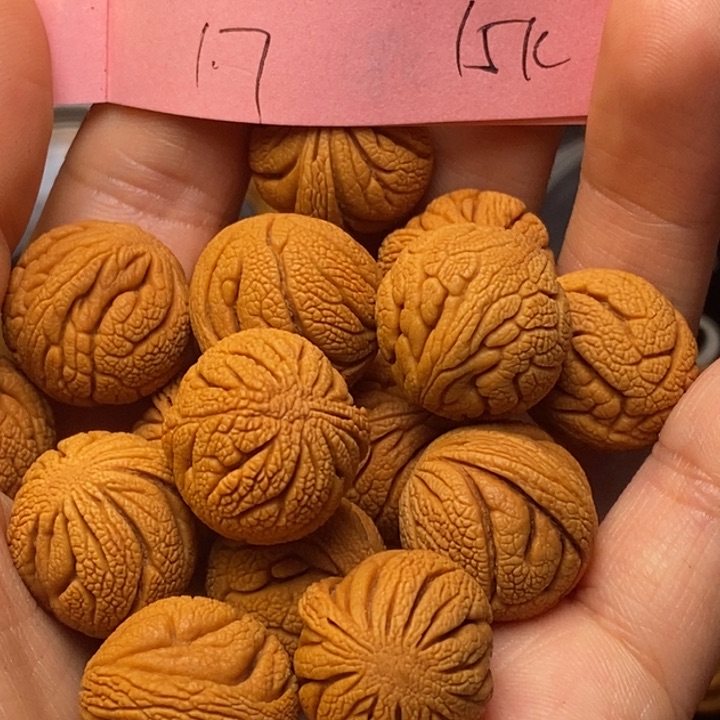 吊坠桃核秦岭龙纹桃核17尺寸