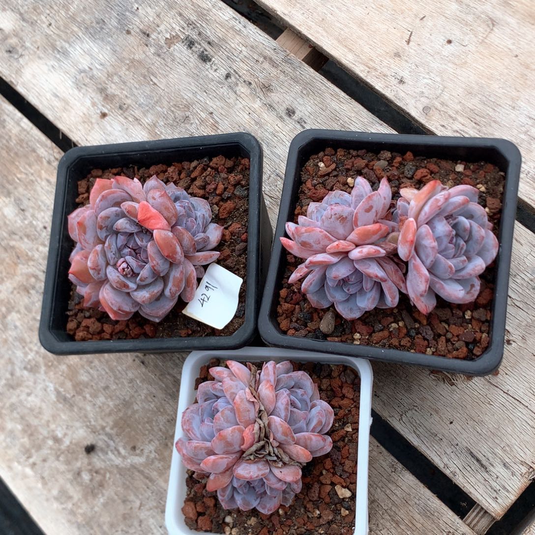 三头粉星影三颗 特价 4291