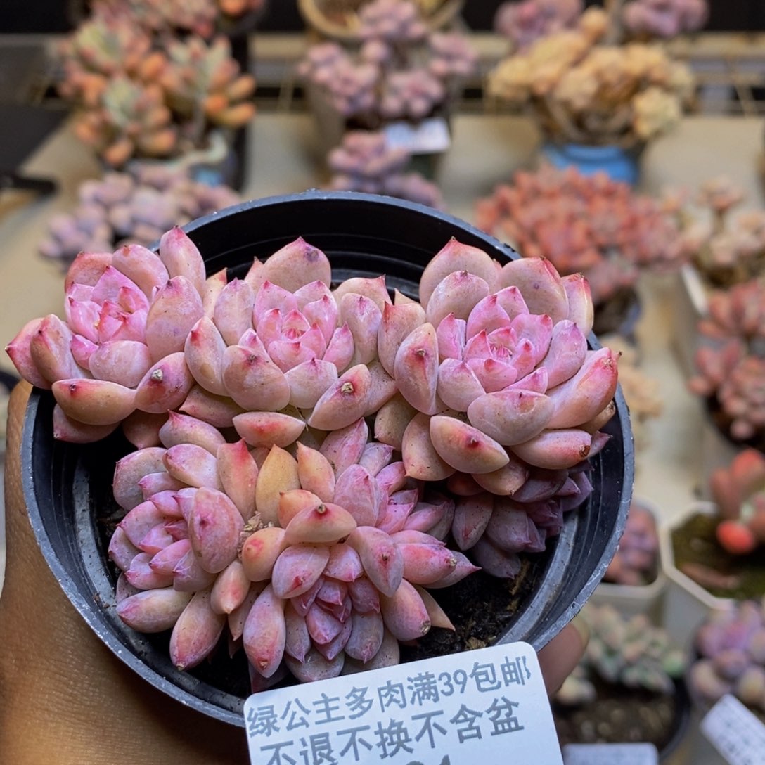 821迷你星星多肉不包整