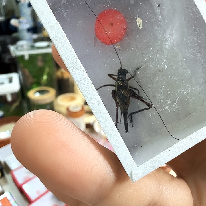 金琥珀2只啊啊啊啊啊