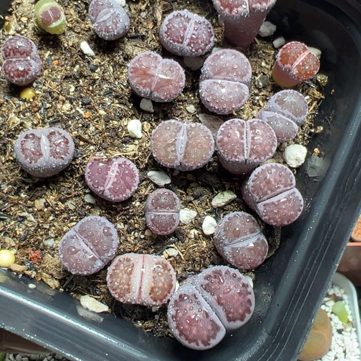 【闪购商品】 008。      