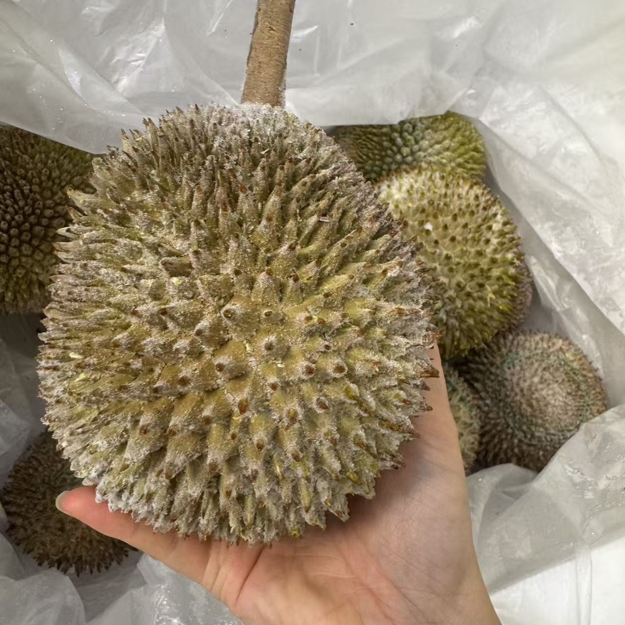马来西亚榴莲，D101红肉，鲜榴莲，3斤以上，核大马来西亚榴莲马来西亚