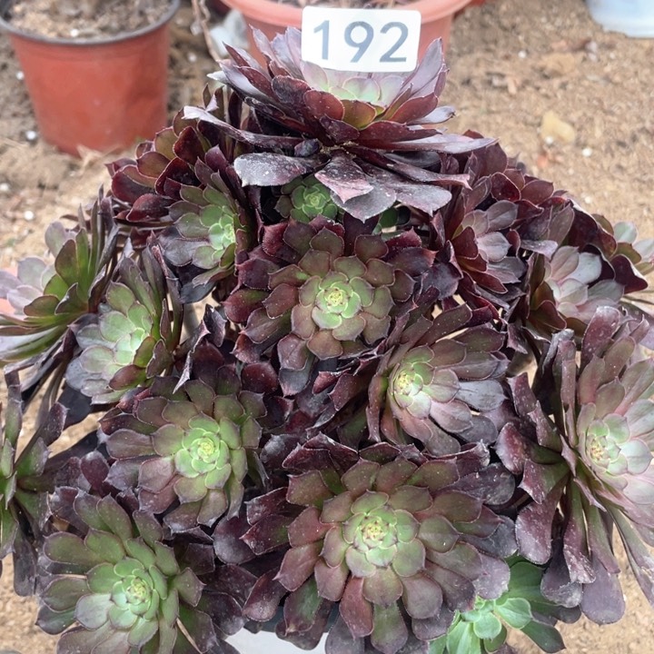 192多肉植物黑铜壶