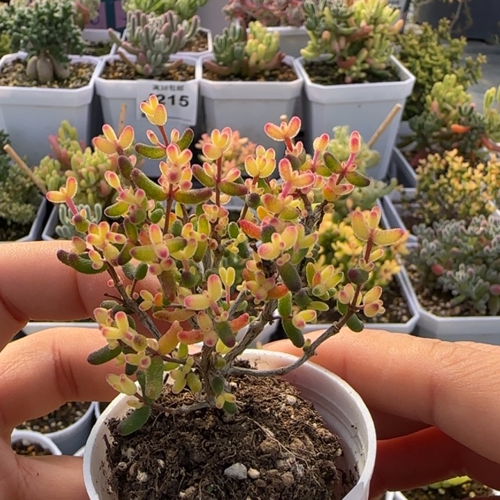 243-假飞机猪植物枝干