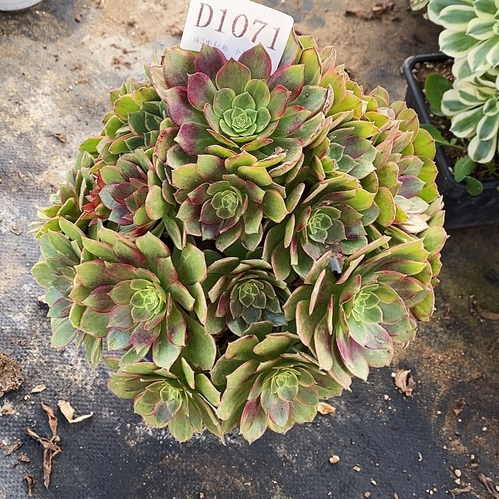 1071红稚莲多肉法师锦