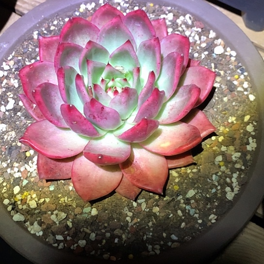 美肉特价活动开始啦