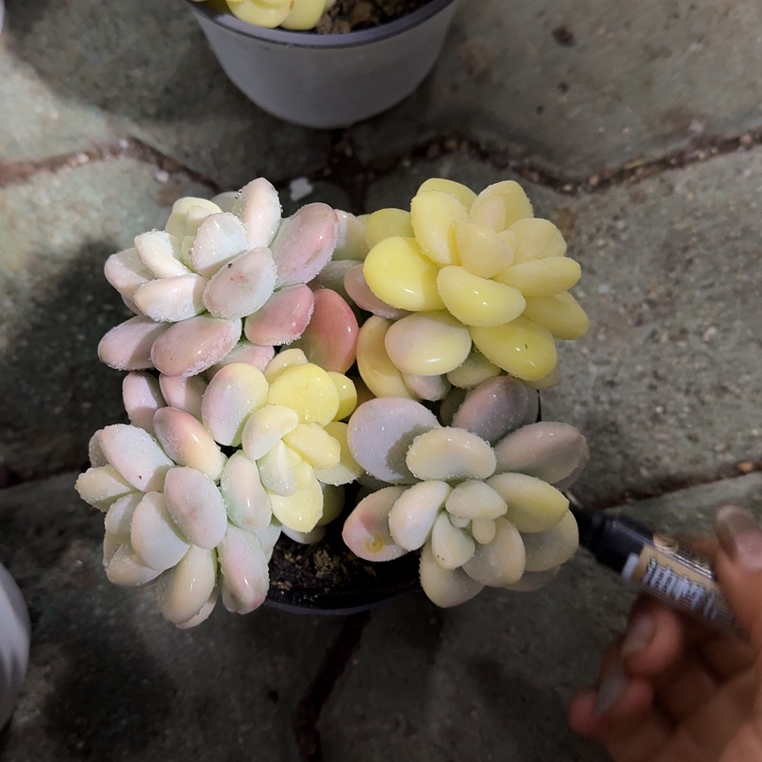 瑶****洛神锦多肉植物净切