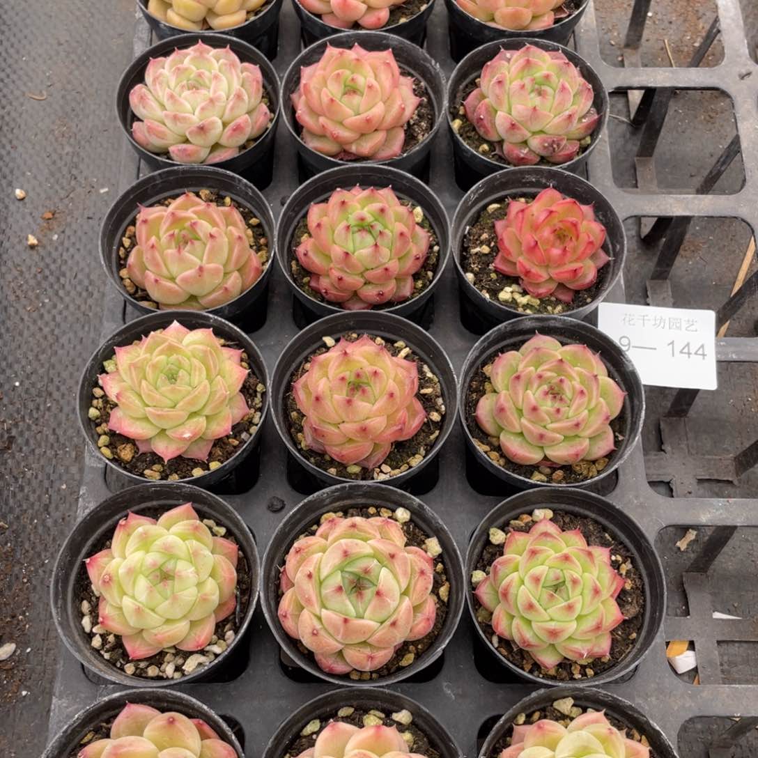 一物一拍18棵9-144