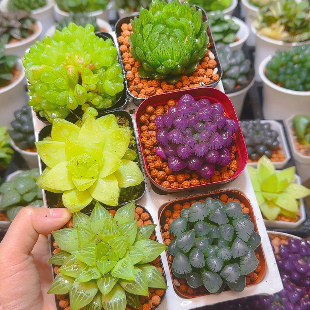 玉露群，蝉翼，黄金，紫宝石，玉露寿，冰灯