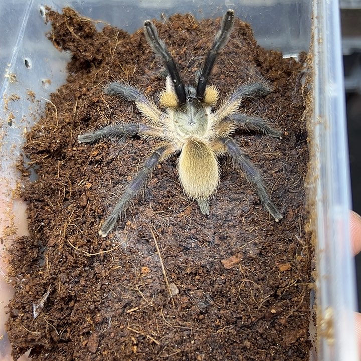 跳蛛宠物活体蜘蛛宠物