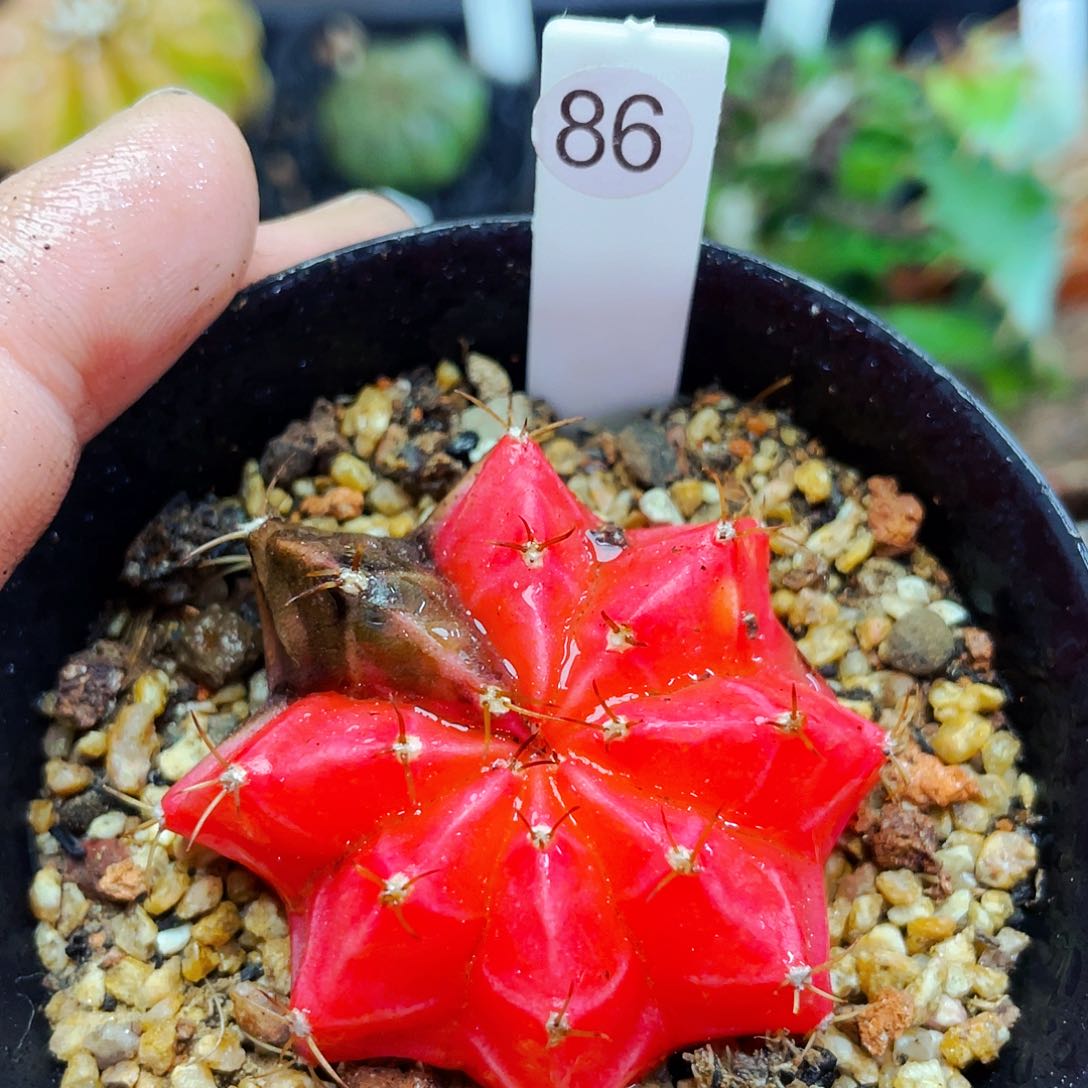 非偏远地区满25包邮仙人球