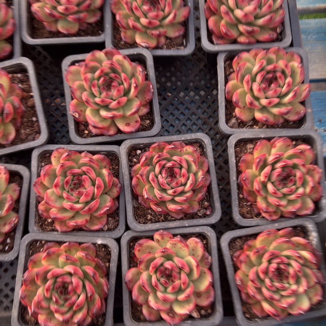 TM，图中任意一颗，尺寸7+