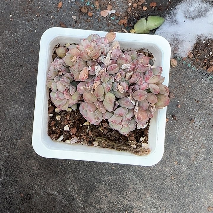 心****师青蛙王子儿童牙膏111