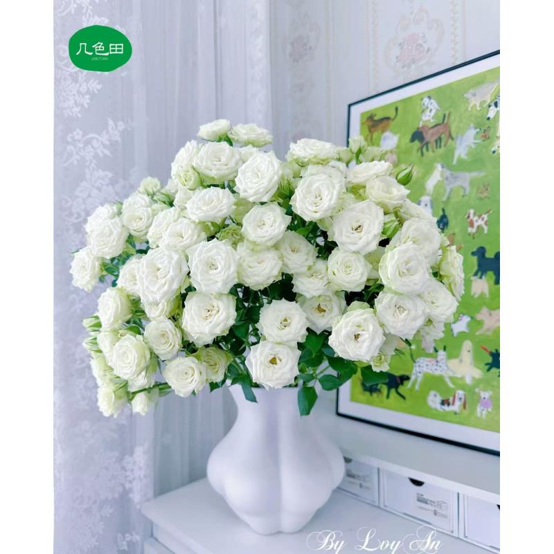 繁星----多头玫瑰云南直发鲜花云南花插花鲜花 