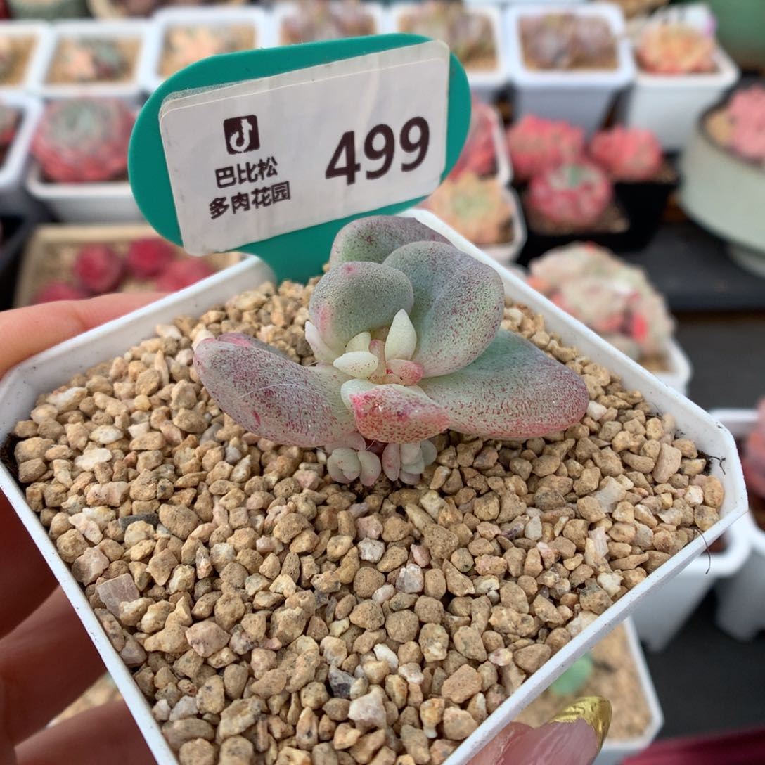 499冰玉石化带锦潜力股多肉植物