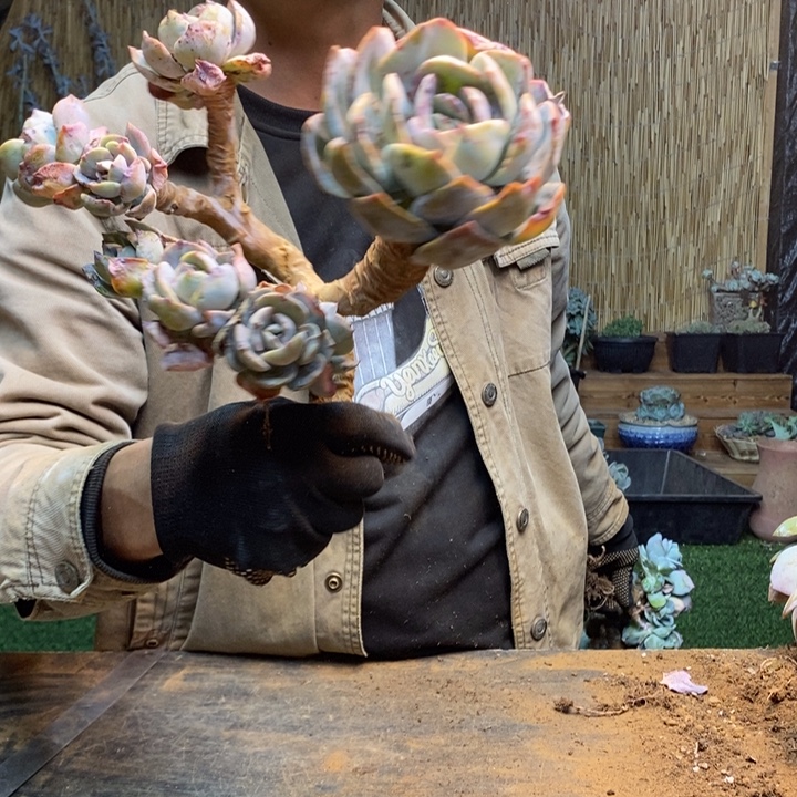 綦***农224 号白凤多肉植物
