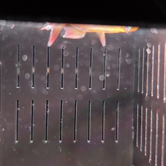 灯科鱼精选樱桃火焰刚果