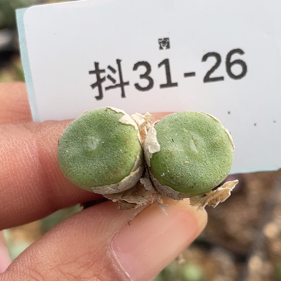 31-26毛钮扣多肉植物