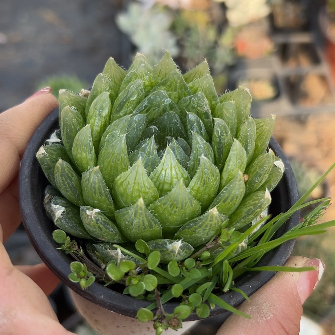 多肉植物鹰水晶单头