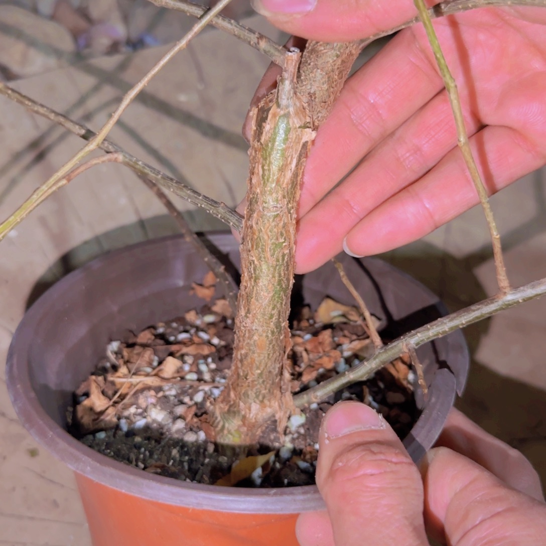 达***饭块根植物块根植物