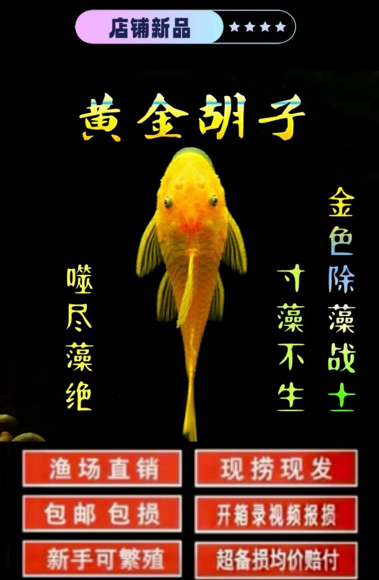 【黄金胡子】工具鱼净化鱼缸除藻清洁鱼