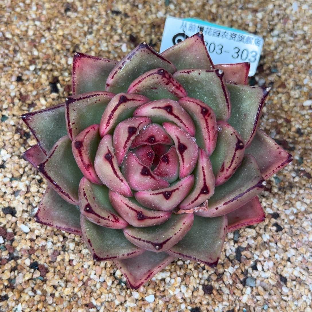 多肉一物一拍0203-303