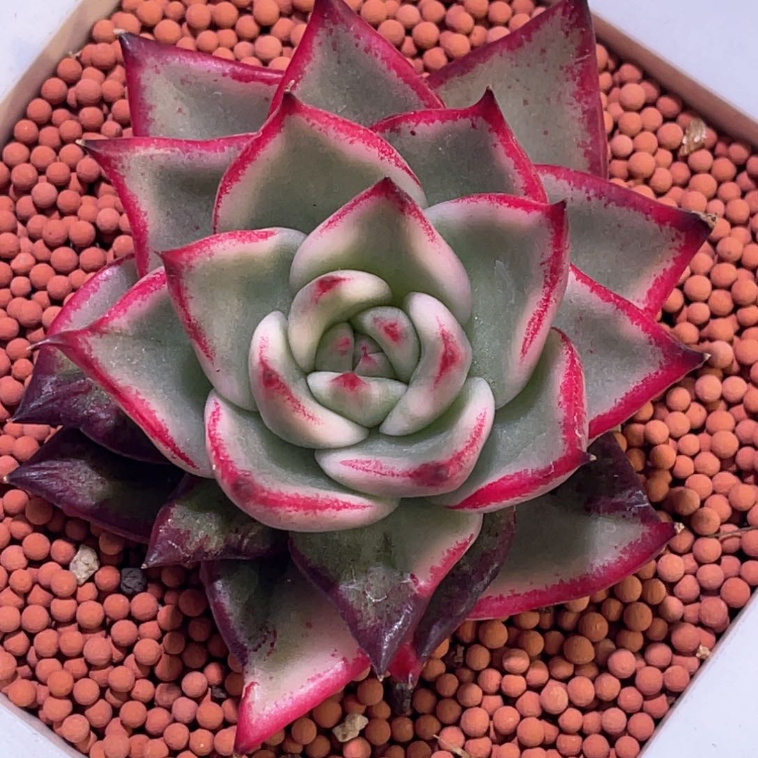 多肉特价玛琳娜锦