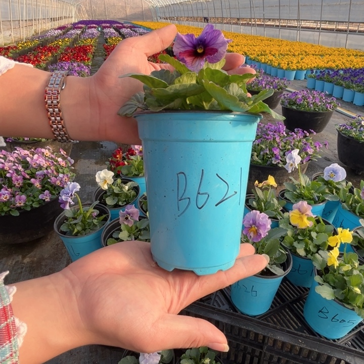 大部分花苞少量开放