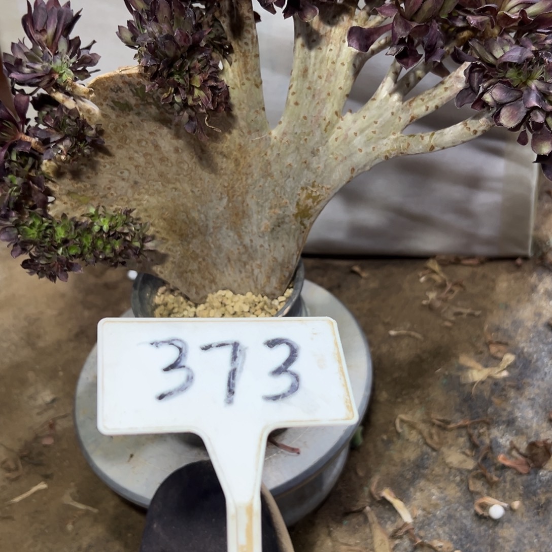 多肉植物黑法师缀花小损373